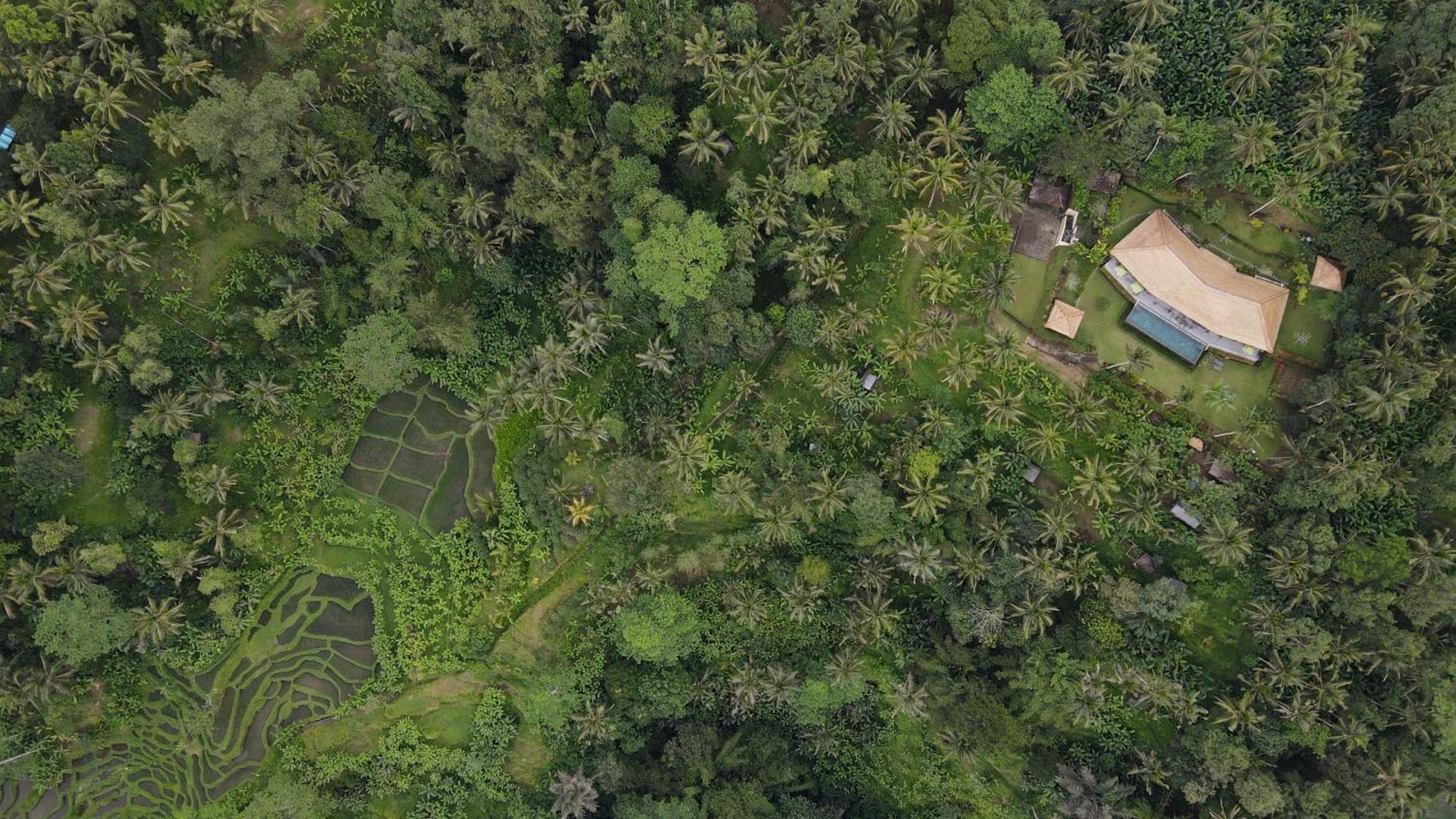 Villa Themma Jungle - Sumptuous 3Br Luxury Villa With Majestic Jungle View North Of Ubud Exteriör bild
